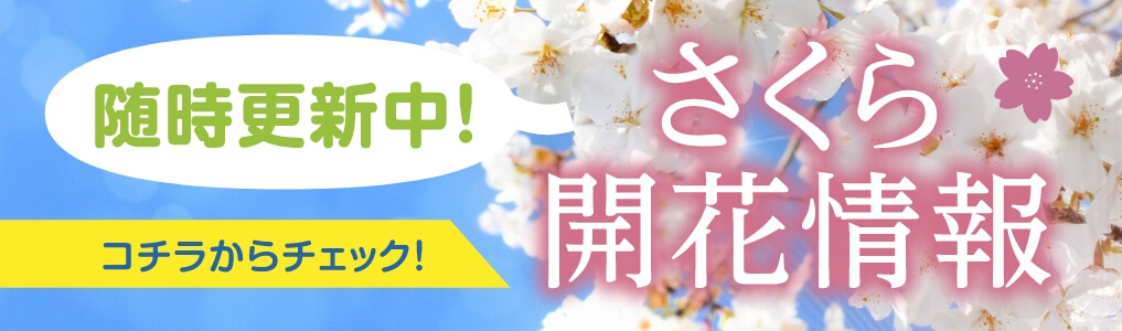 桜開花情報へのリンクバナー